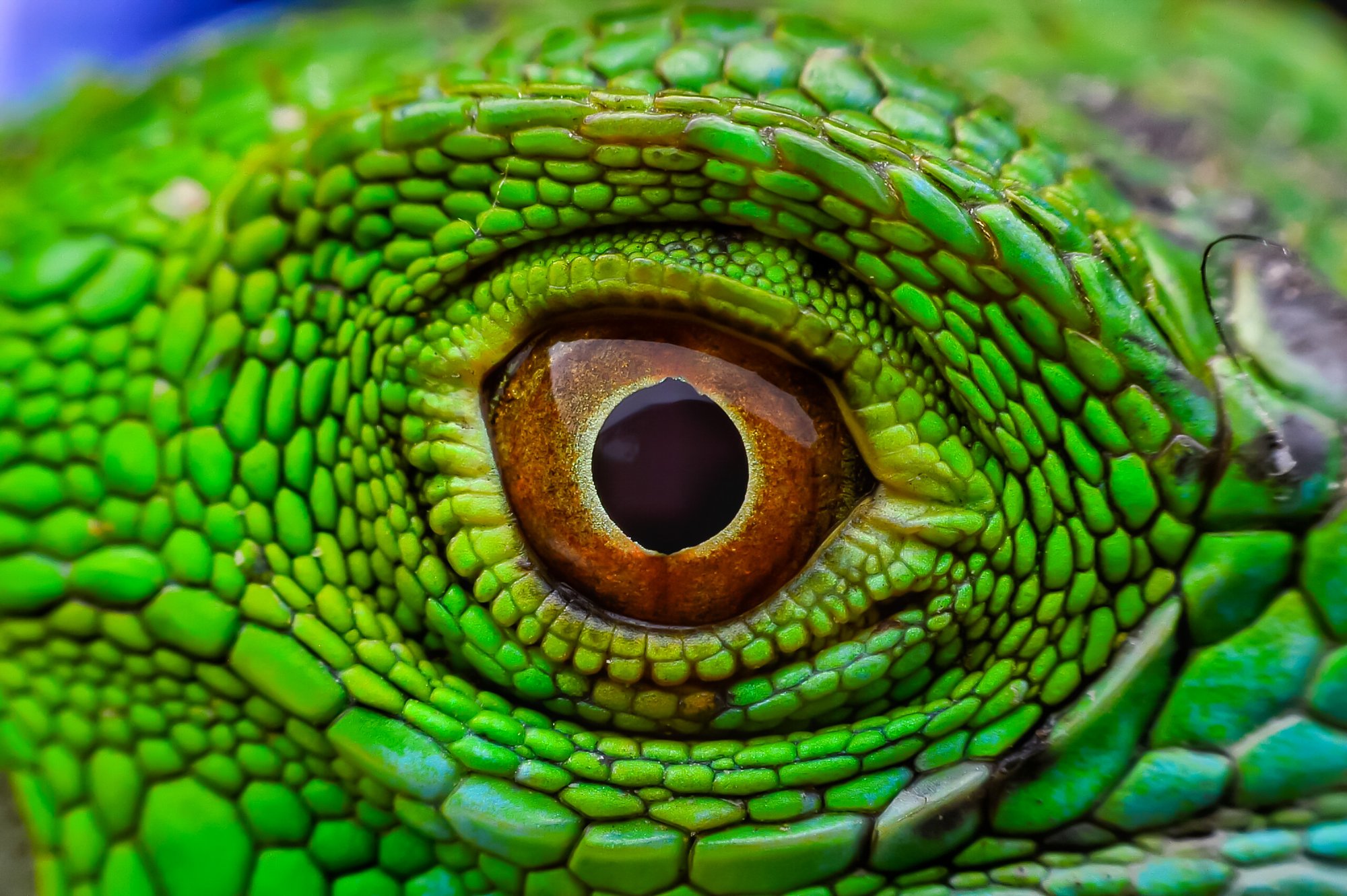 677136892 Iguana Eye 677136892 Iguana Eye